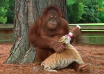 orangutan-i-tigar.jpg