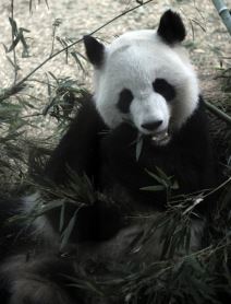 lun-lun.jpg