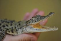 kraljevski-krokodil.jpg