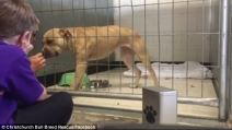 nala.jpg