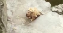 polarni-medved-u-beogradskom-zoo-vrtu.jpg
