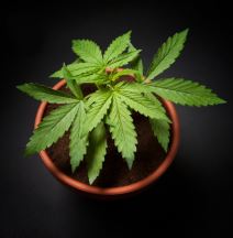 marihuana.jpg