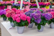 shutterstock-417794011.jpg