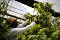 marihuana-izrael.jpg