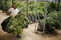 marihuana-izrael.jpg