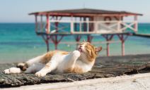shutterstock-410184589.jpg