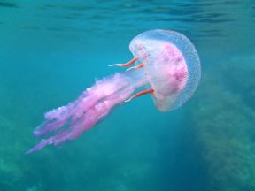 meduza.jpg