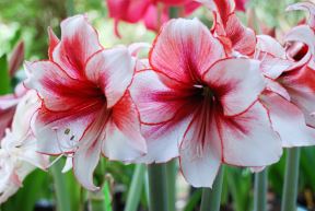 amarilis-shutter.jpg