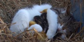 maca-i-pacici.jpg