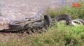 zmija-i-krokodil.jpg