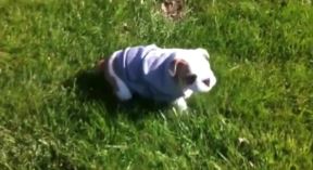 buldog.jpg
