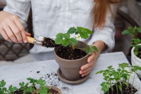 shutterstock-1692752515.jpg