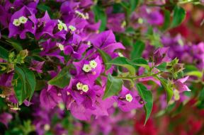 shutterstock-1520114132.jpg