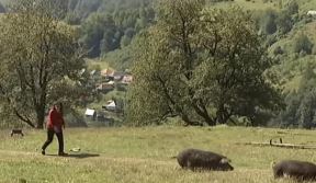 vidlukovic2.jpg