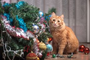 glavna--stockphotofunnygingercatandchristmastreehappyendcatplayingwithtoyballsontreeandbrokethem1873899715.jpg