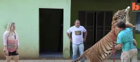 tigar2.jpg