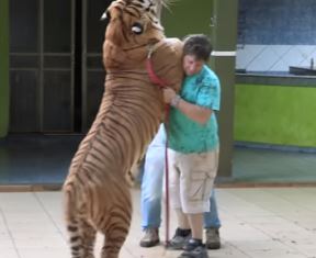 tigar1.jpg