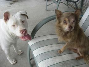 pitbul-i-civava.jpg
