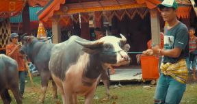plemetoraja17.jpg