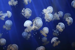 meduza.jpg