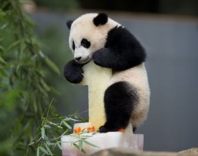 panda-slavi-rodjendan.jpg