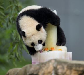 panda-slavi-rodjendan.jpg