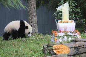 panda-slavi-rodjendan.jpg
