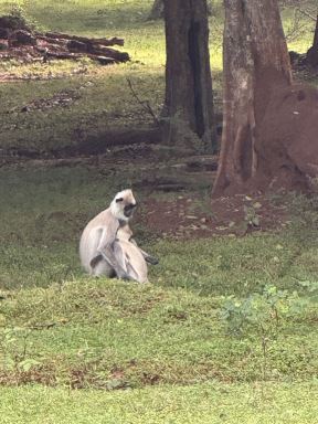 srilanka..12.jpg