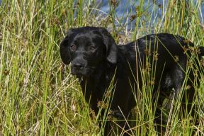 labrador.jpg