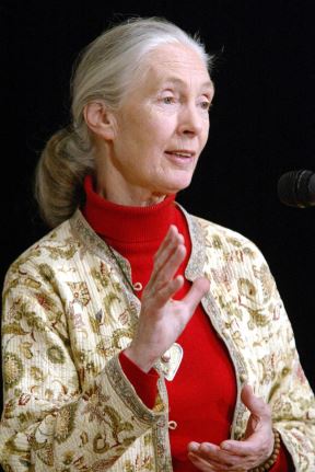Džejn Gudal