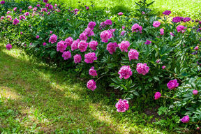 415899_bozurishutterstock-2411947695_ff.jpg