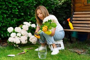 416374_hortenzije-shutterstock-2617909097_ff.jpg