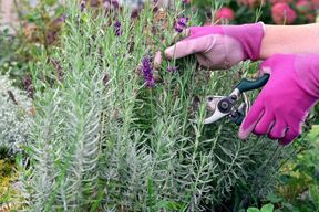 Lavanda