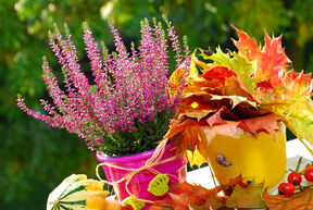 shutterstock_61636075.jpg