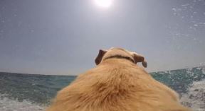 labrador-u-moru.jpg