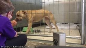 nala.jpg