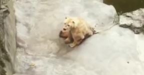 polarni-medved-u-beogradskom-zoo-vrtu.jpg