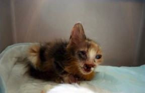 unakazena-macka.jpg