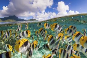 ostrvo-marlona-branda-thinkstock.jpg