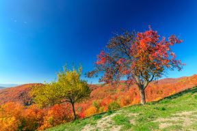 shutterstock-320167706.jpg