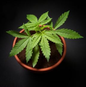 marihuana.jpg