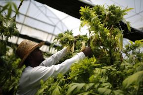 marihuana-izrael.jpg