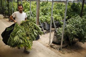 marihuana-izrael.jpg