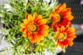 shutterstock-1401692861.jpg
