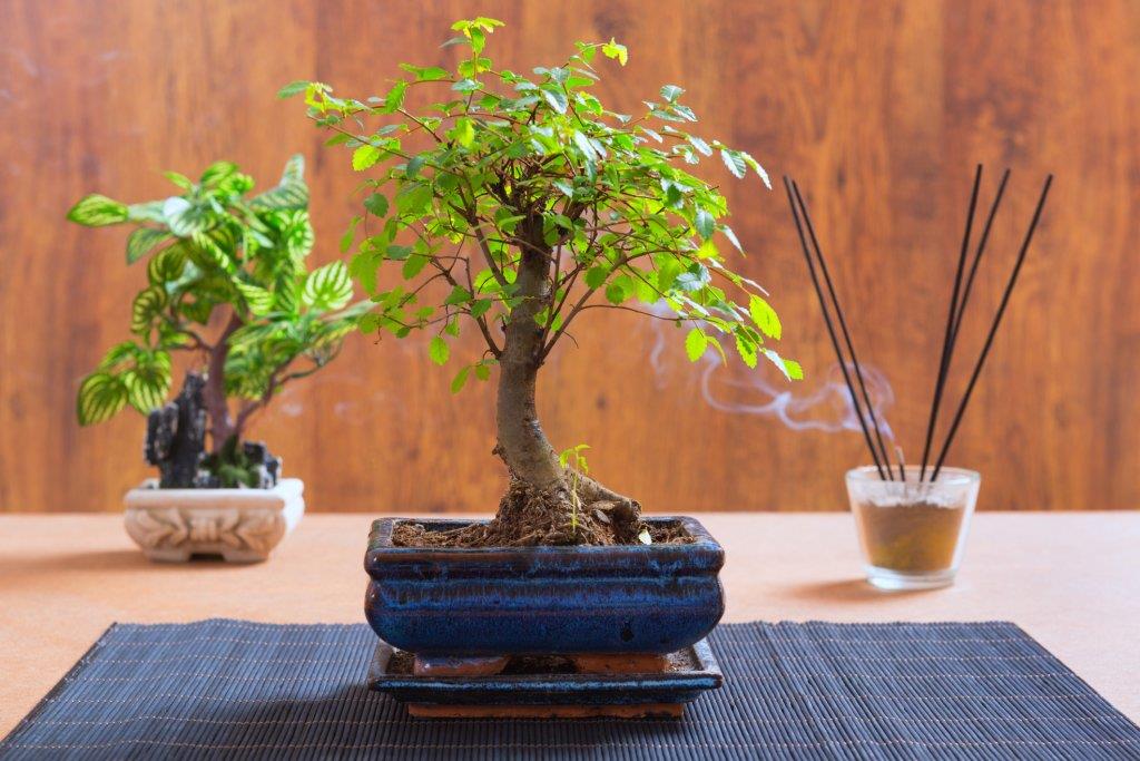 grüner bambus deko Bambus für den Balkon kaufen – Green Me Up main image 0