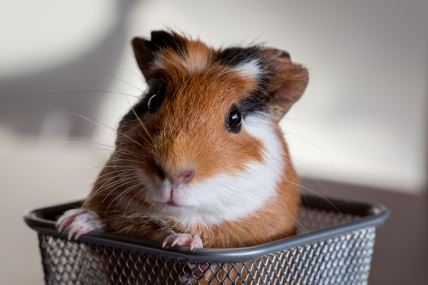 shutterstock-755727859.jpg