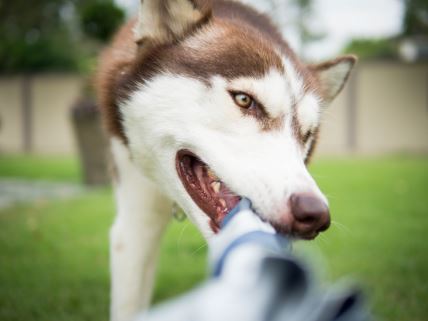 shutterstock-621835622.jpg