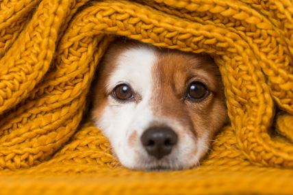 shutterstock-1066562837.jpg