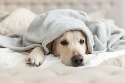 shutterstock-1212373000.jpg