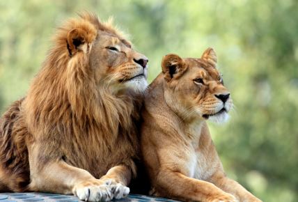 shutterstock-1014638701.jpg